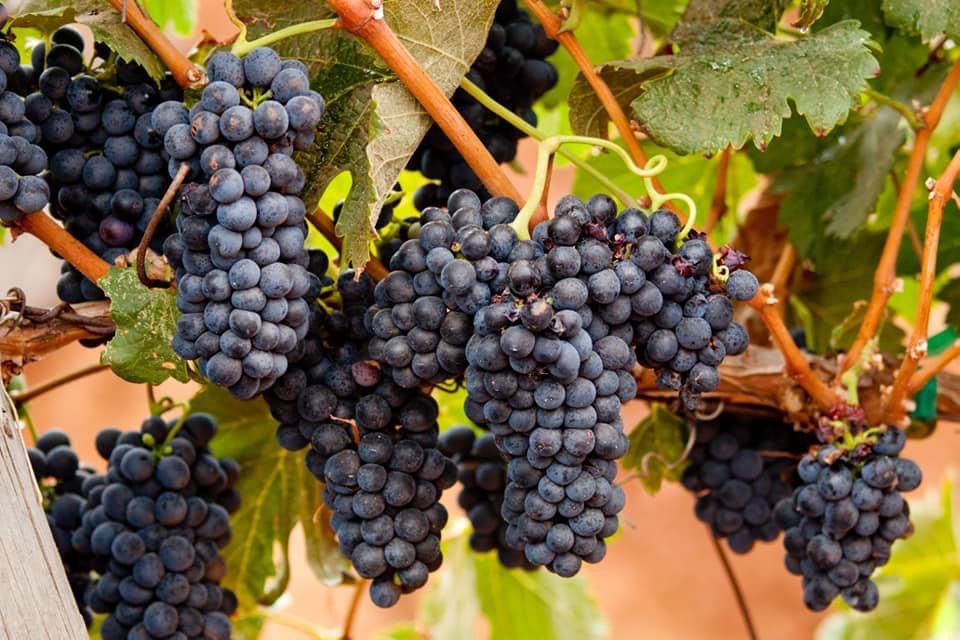 GUADALUPE VALLEY TOUR